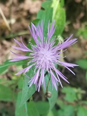 Centaurea nigrescens