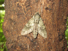 Dolbina tancrei