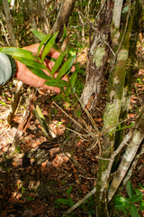 Epidendrum nocturnum