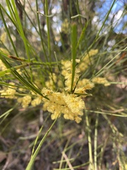 Acacia mucronata longifolia
