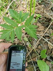 Erythronium sibiricum
