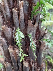 Tmesipteris tannensis