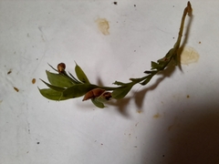 Tmesipteris tannensis