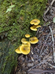 Tricholomopsis decora