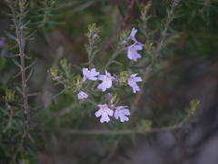 Westringia eremicola