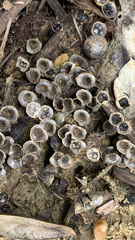 Cyathus stercoreus
