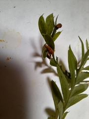 Tmesipteris tannensis