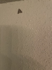 Tetanolita mynesalis