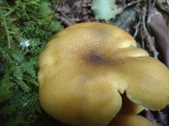 Tricholomopsis decora