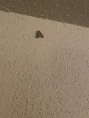 Tetanolita mynesalis