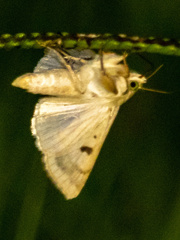 Helicoverpa zea