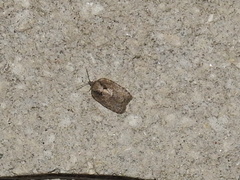 Acleris chalybeana
