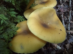 Tricholomopsis decora