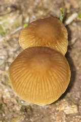Conocybe tenera