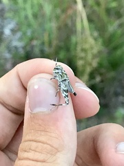 Pardalophora apiculata