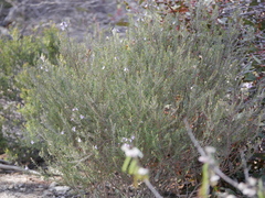 Westringia eremicola