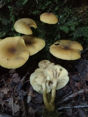 Tricholomopsis decora