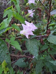 Convolvulaceae