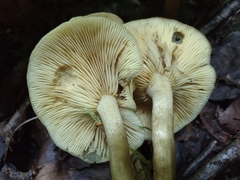 Tricholomopsis decora