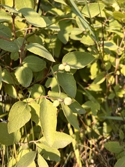 Symphoricarpos occidentalis