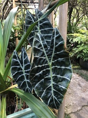 Alocasia longiloba