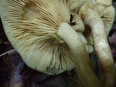 Tricholomopsis decora