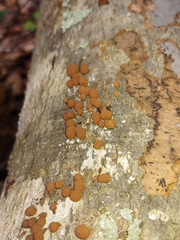 Hypoxylon fragiforme