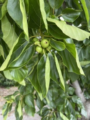 Cordia subcordata