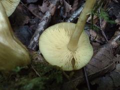 Tricholomopsis decora