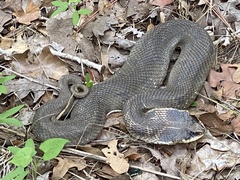 Heterodon platirhinos