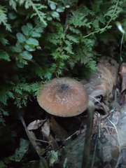 Tricholomopsis decora