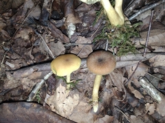 Tricholomopsis decora