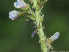 Macrosiphini