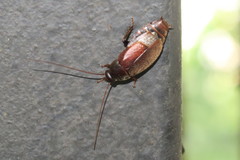 Diploptera