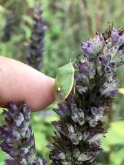 Chlorochroa persimilis