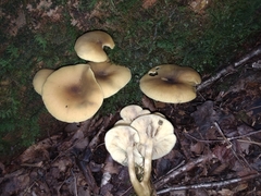 Tricholomopsis decora