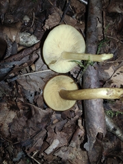 Tricholomopsis decora