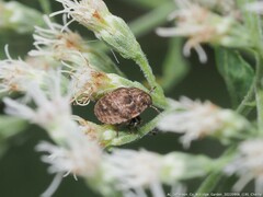 Sphyrocoris obliquus