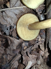 Tricholomopsis decora