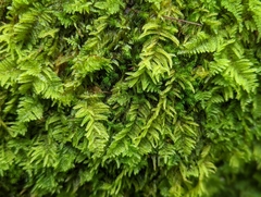 Stereodon subimponens