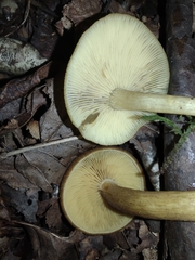 Tricholomopsis decora