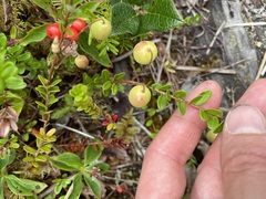 Vaccinium macrocarpon