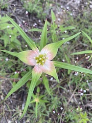 Euphorbia schiedeana