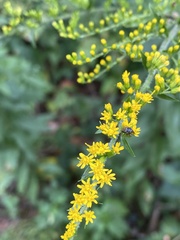 Solidago rugosa