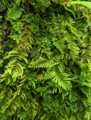 Stereodon subimponens