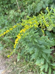 Solidago rugosa