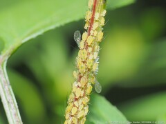 Macrosiphini