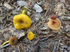 Tricholomopsis decora