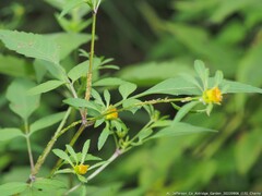 Macrosiphini