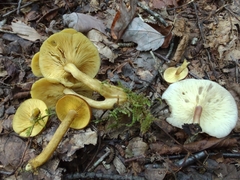 Tricholomopsis decora